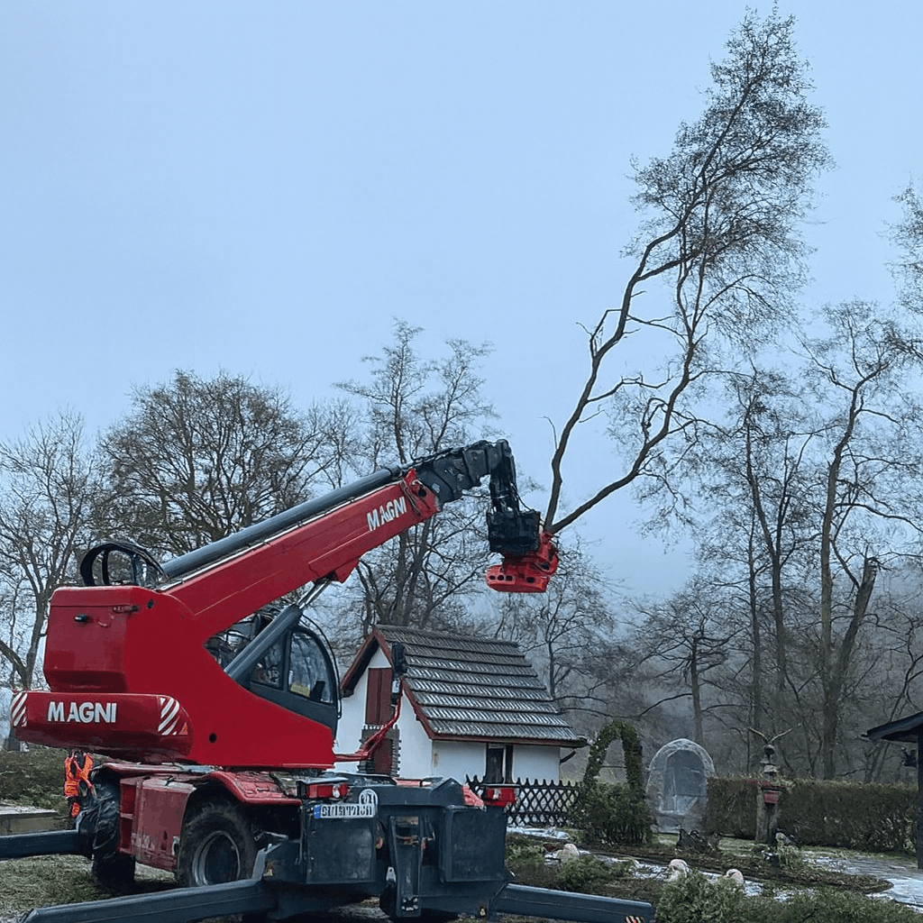 nico icon baumfällung